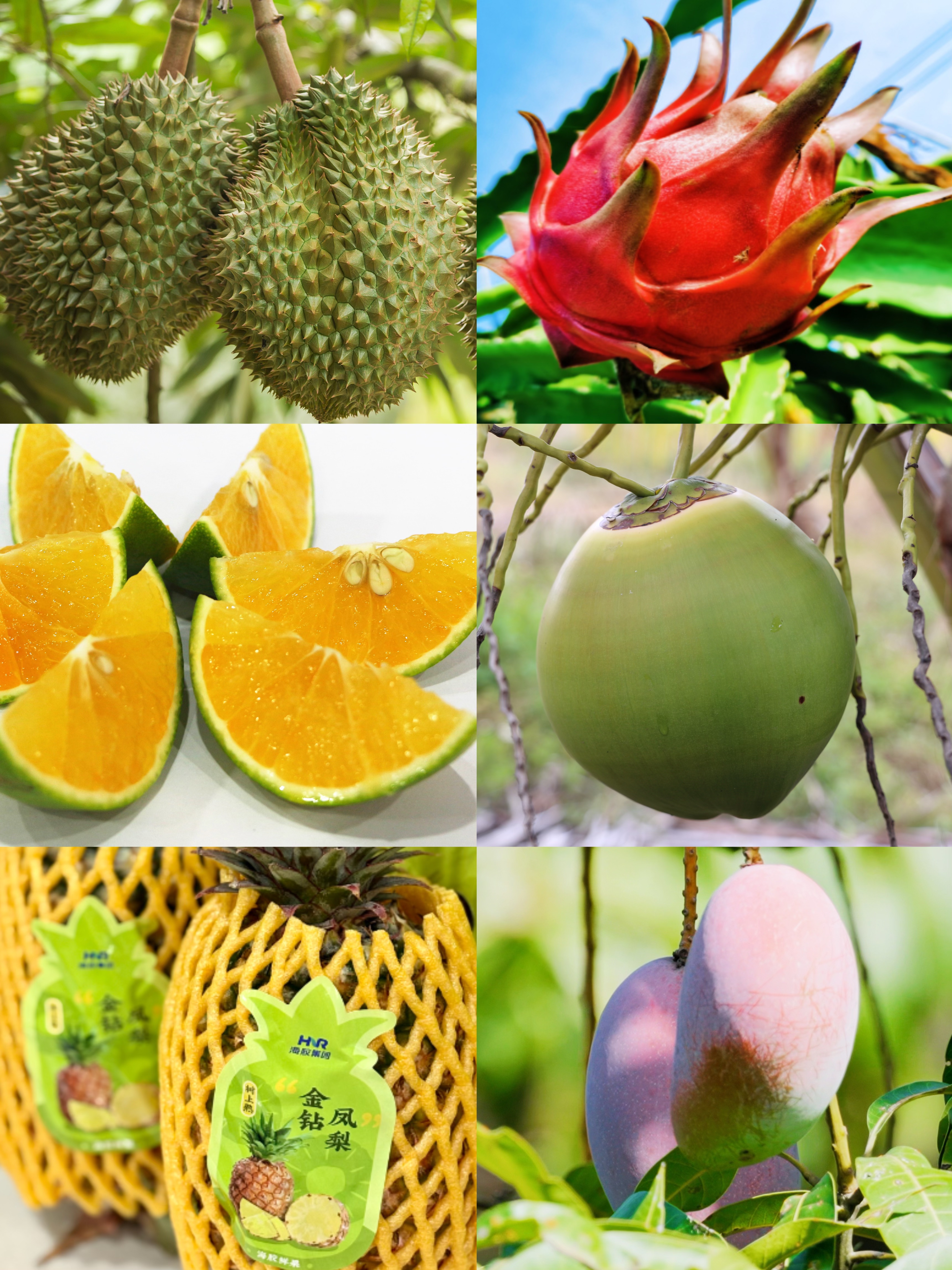 熱帶農業(yè)產(chǎn)品 · 熱帶水果